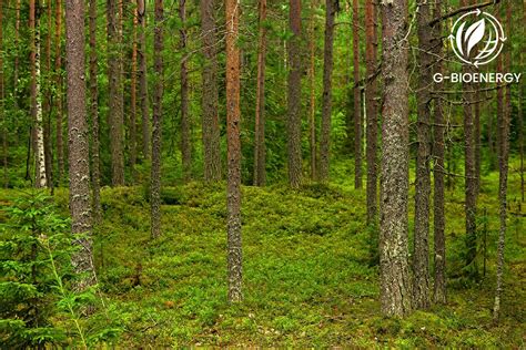 The forest biome - wintechmobiles.com