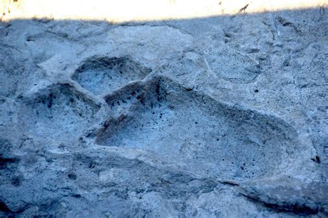 The Fossil Footprints of Laetoli | Scientific American - wintechmobiles.com