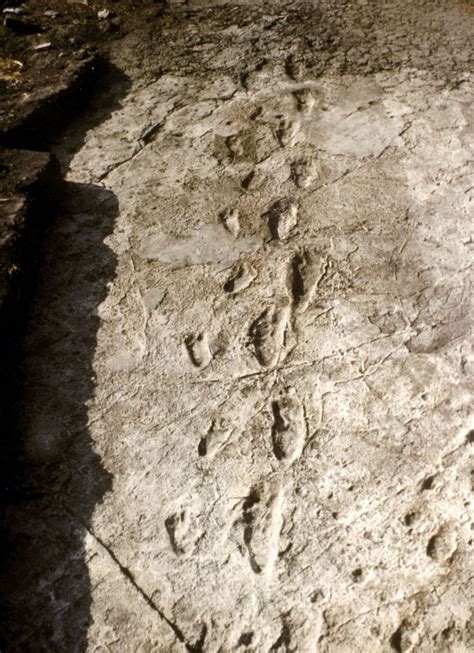 The Fossil Footprints of Laetoli - JSTOR - wintechmobiles.com