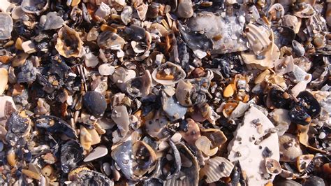 The fossil record holds clues about modern-day marine … - raincitystudios.com