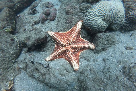 The funding shortfall threatens marine conservation goals - raincitystudios.com