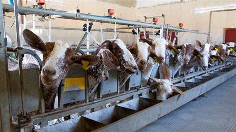 The Future of Goat Farming: Innovations and Trends to Watch - raincitystudios.com