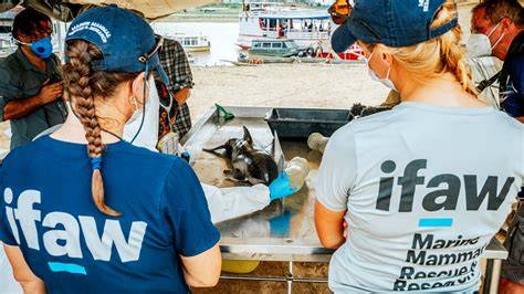 The Future of Marine Conservation: Insights from Ifaw Experts - raincitystudios.com