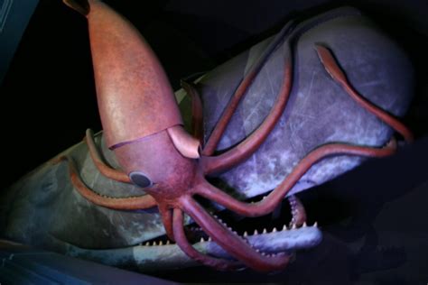 The Giant Squid A Mysterious Colossal Sea Creature - balustradellc