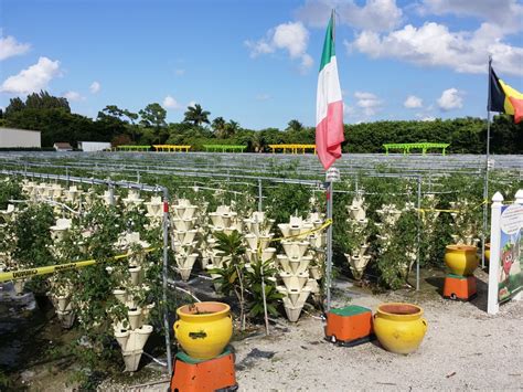 THE GIRLS STRAWBERRY U-PICK (Delray Beach)