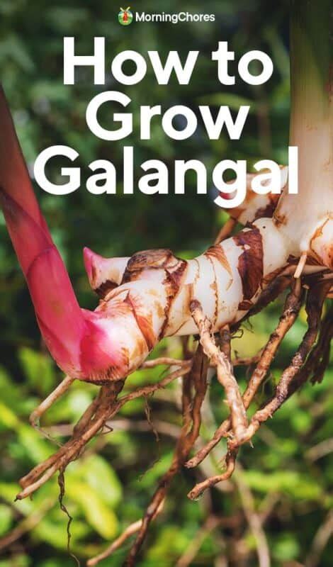 The Greatest Way of Growing Galangal - Properly Rooted - balustradellc