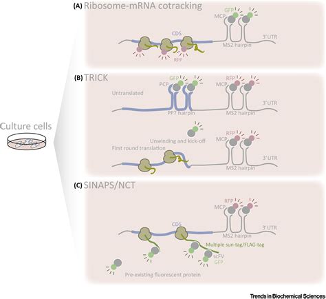 The growing toolbox for protein synthesis studies - PMC - wintechmobiles.com