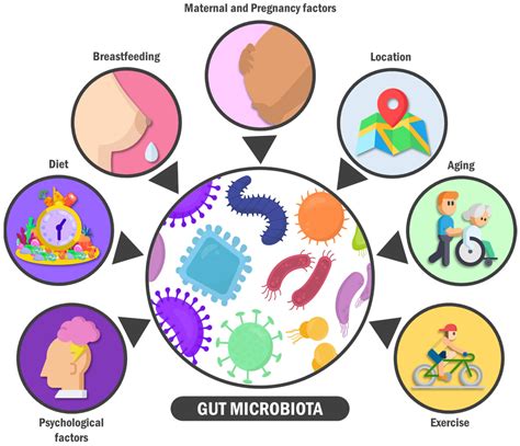 The gut microbiome as a modulator of healthy ageing - Nature - muktibox.com
