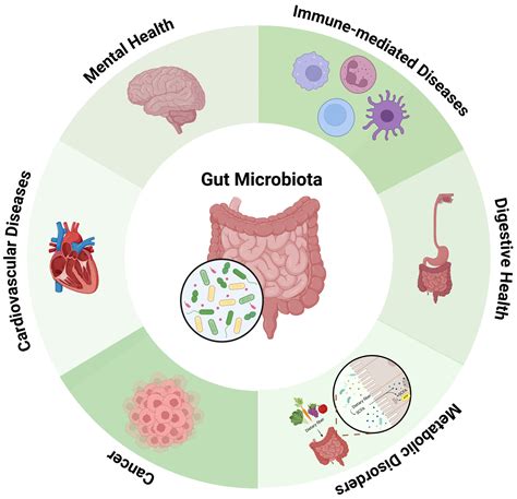 The Gut Microbiome in Health and Disease - Springer - muktibox.com