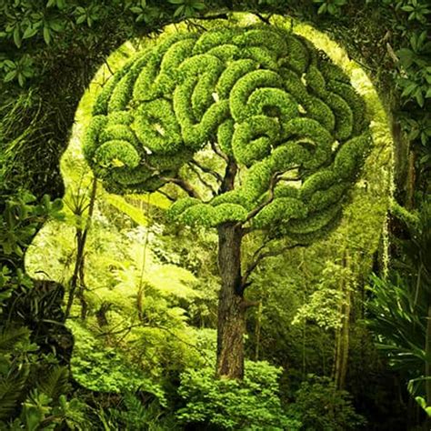 The Healing Power of Nature and How It Helps Us Heal - balustradellc