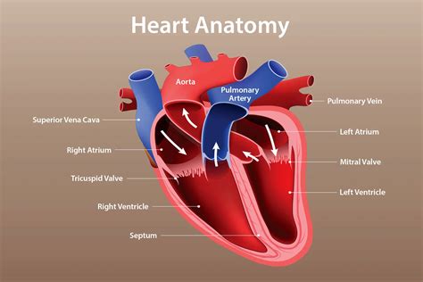 The Heart - CliffsNotes - muktibox.com