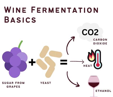 The History, Science and Future of Fermented Foods - wintechmobiles.com