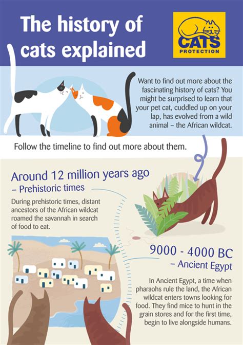 The history of cats explained - balustradellc