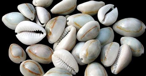 The History of Cowries; the Past and Present - wintechmobiles.com