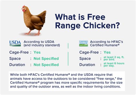 The How and Why of Free-range Chickens - balustradellc