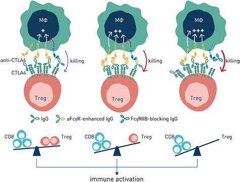 THE IMMUNITY-CONFERRING POWER