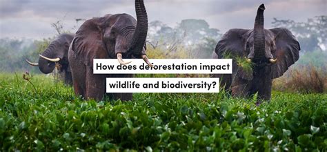 The Impact of Deforestation on Wildlife and Ifaw’s Reforestation ... - muktibox.com