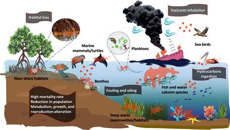 The impact of marine tourism behavior on the ecological effect of ... - raincitystudios.com