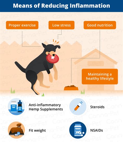 The Impact of Turmeric on Reducing Dog Inflammation - balustradellc