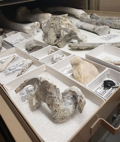 The Importance of Paleontology Collections - U.S. - wintechmobiles.com