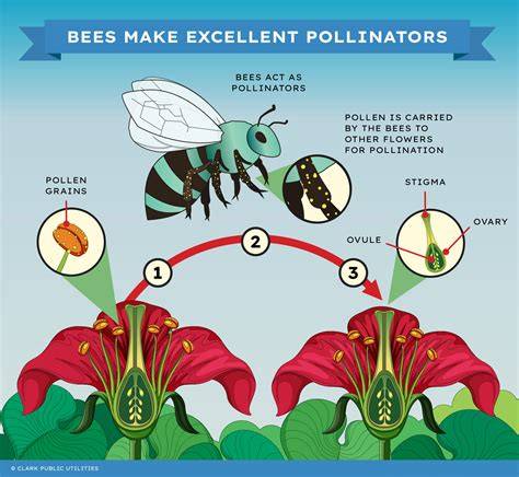 The Importance of Pollinators - USDA - raincitystudios.com