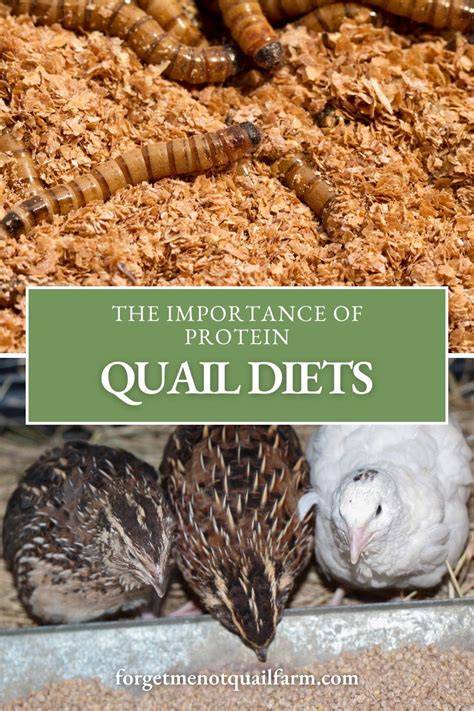 The Importance of Protein in Coturnix Quail Diets - raincitystudios.com