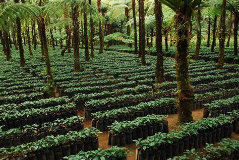 The Importance of Shade Grown Coffee - Kaladi Coffee - raincitystudios.com