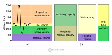The Increase of Lung Capacity Using the Lung Master (Pulmonary ... - balustradellc
