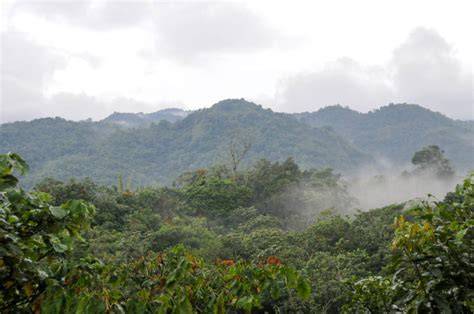 The Incredible Cloud Forests of Mexico - Atlas Obscura - raincitystudios.com