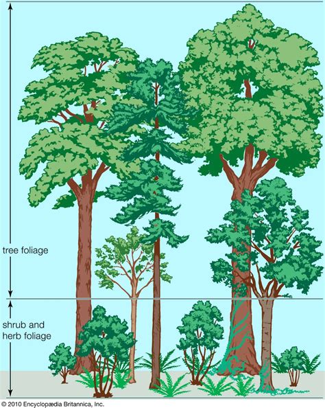 The influence of population and forest structure on fruit ... - JSTOR - raincitystudios.com