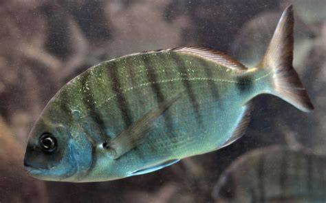The influence of white seabream (Diplodus sargus) production on ... - raincitystudios.com