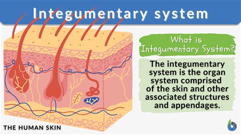 THE INTEGUMENTARY SYSTEM