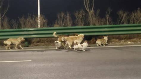 The internet loves this band of lost dogs ... - CNN International - raincitystudios.com