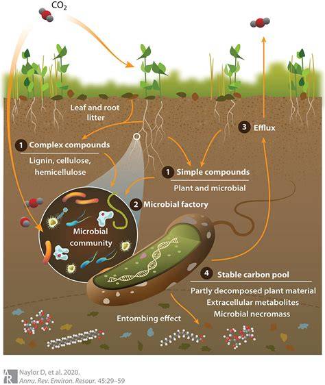 The interplay between microbial communities and soil … - raincitystudios.com