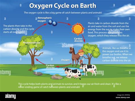 The Interplay of Oxygen and Carbon Cycles in Nature - raincitystudios.com