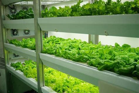 The Investment Opportunities in Vertical Farming - ARK … - balustradellc