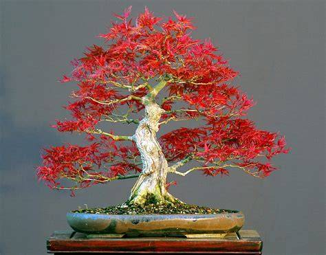 The Japanese Maple Bonsai - Growing & Care … - raincitystudios.com