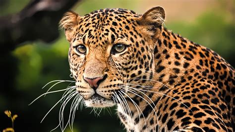 The Javan Leopard: A Majestic Predator in Peril - raincitystudios.com