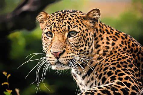 The Javan Leopard of Indonesia... - Felidae Conservation Fund - raincitystudios.com