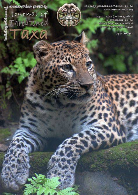 The Javan Leopard Panthera pardus melas (Cuvier, 1809) (Mammalia ... - raincitystudios.com