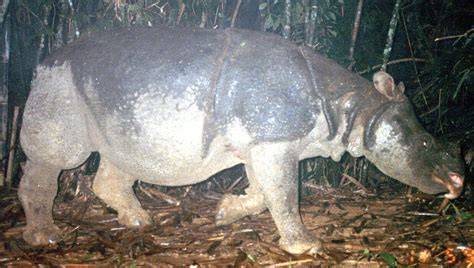 The Javan Rhinoceros | Saving Earth | Encyclopedia … - raincitystudios.com