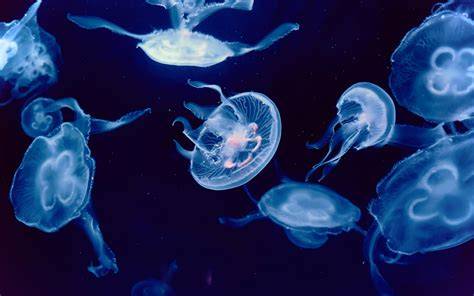 The jellyfish algorithm: a new approach for enhancing coverage ... - raincitystudios.com