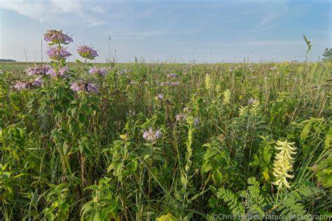 The Joy and Gratification of Strategic Prairie Restoration - raincitystudios.com