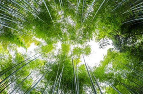 The key role of forests in meeting climate targets requires ... - Nature - raincitystudios.com
