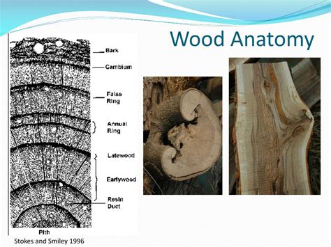 The Laboratory for Wood Anatomy and Dendrochronology - wintechmobiles.com