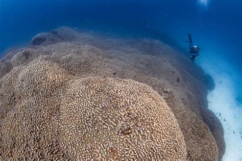 The Largest Coral Reefs in the World - ThoughtCo - wintechmobiles.com