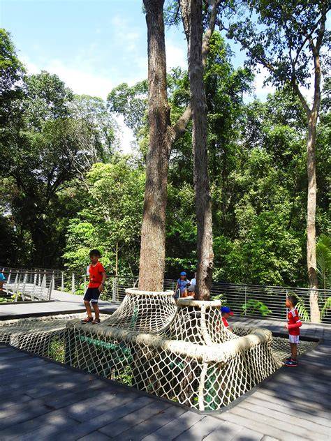 The Learning Forest At Botanic Gardens Singapore - Little Steps - raincitystudios.com