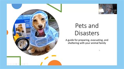 The Legal Rights of Pets During Disaster Evacuations - wintechmobiles.com