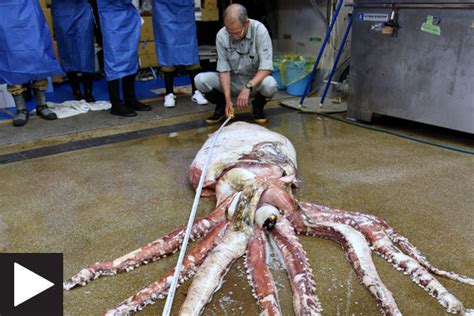 The Legendary Giant Squid - Scuba Diver Life - balustradellc