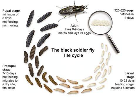 The Life cycle of Black Soldier Fly - raincitystudios.com